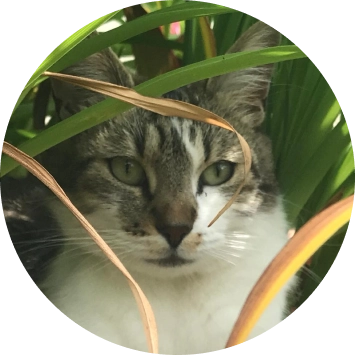 Chat dans des hautes herbes