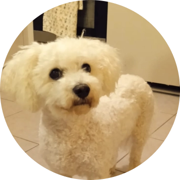 Chien frisé blanc