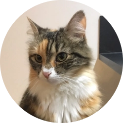 Chat